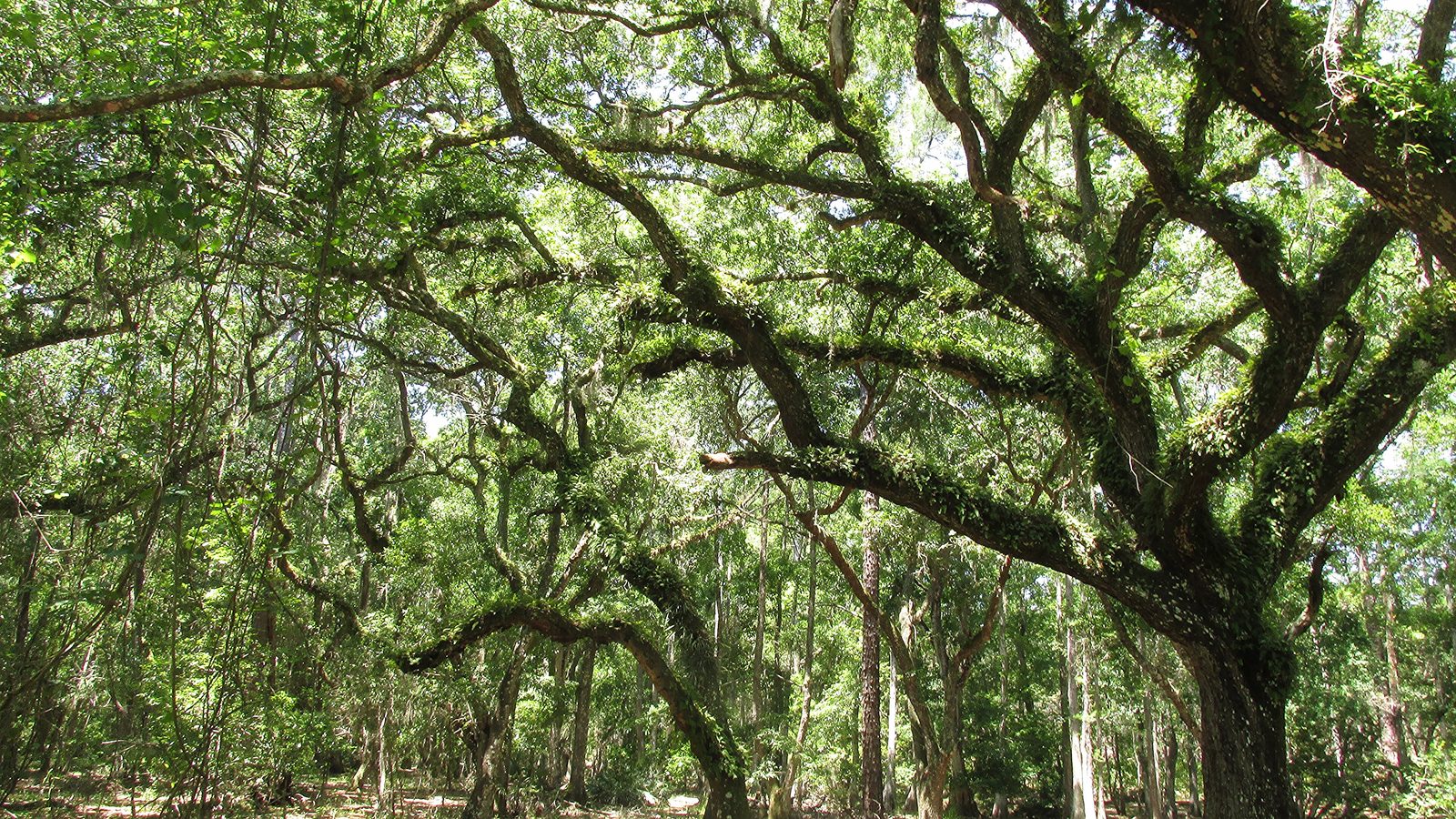 Lake Louisa State Park near Clermont, Florida, with cypress and lake