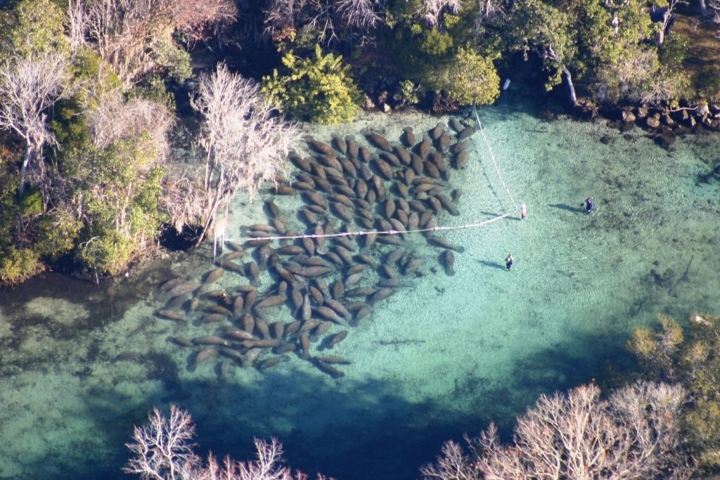 Florida manatees at Crystal River National Wildlife Refuge