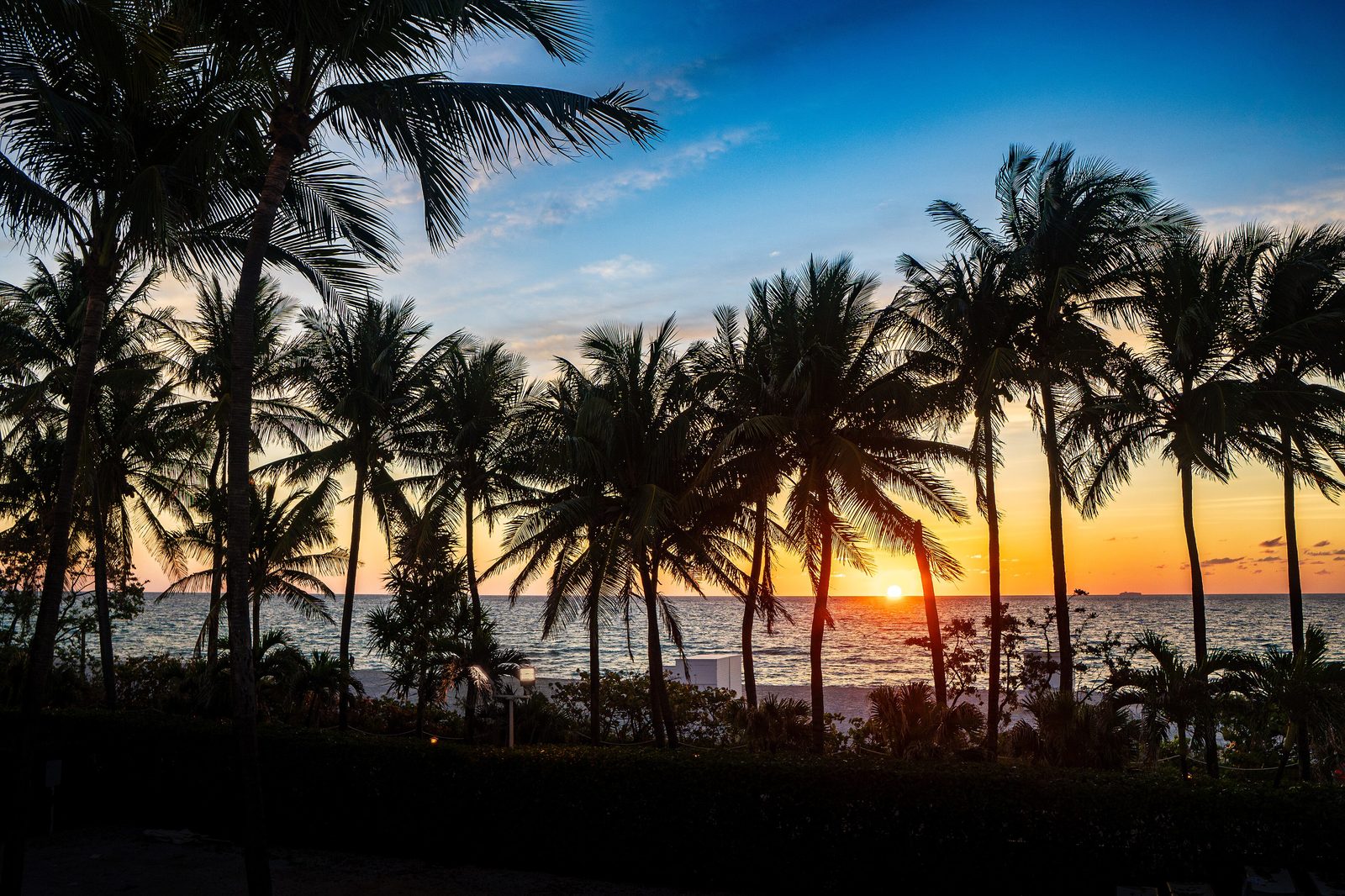 First light through Florida palms at sunrise